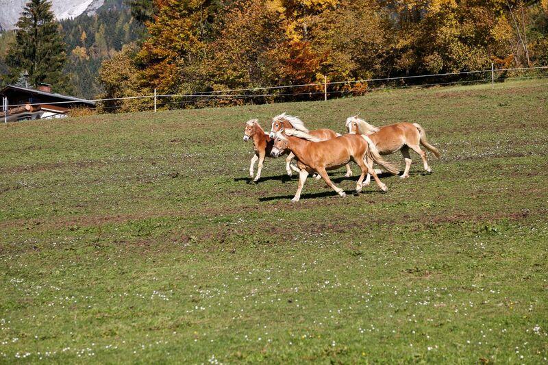 Bio-Bauernhof Einberghof Apartamento Pfarrwerfen Exterior foto